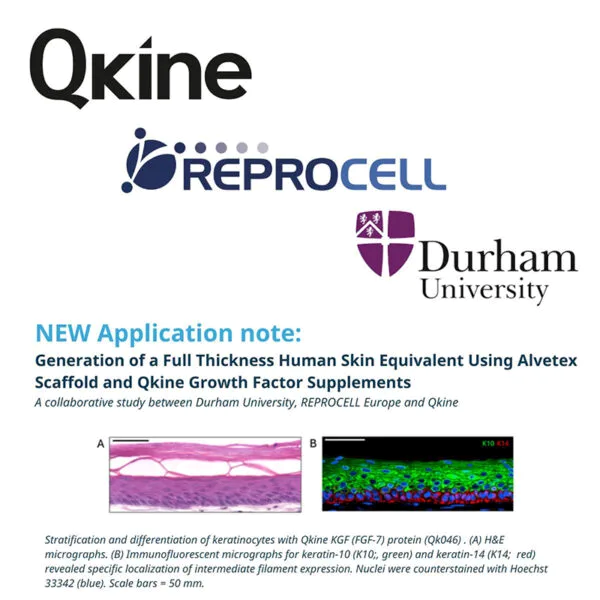 Alvetex支架与Qkine生长因子生成全层人体皮肤等效物