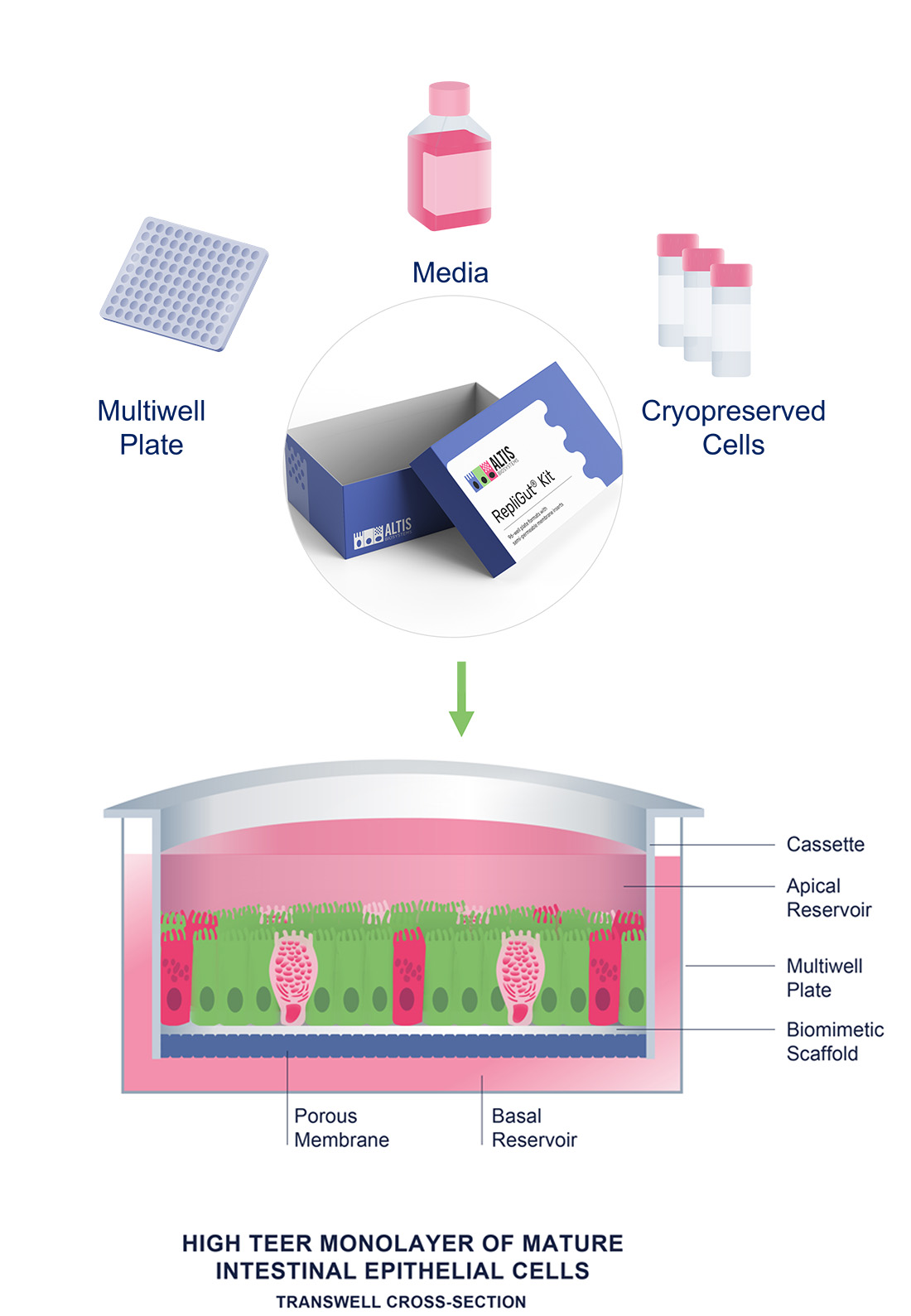 Altis RepliGut人类肠道模型试剂盒套装 Altis RepliGut人类肠道模型试剂盒套装