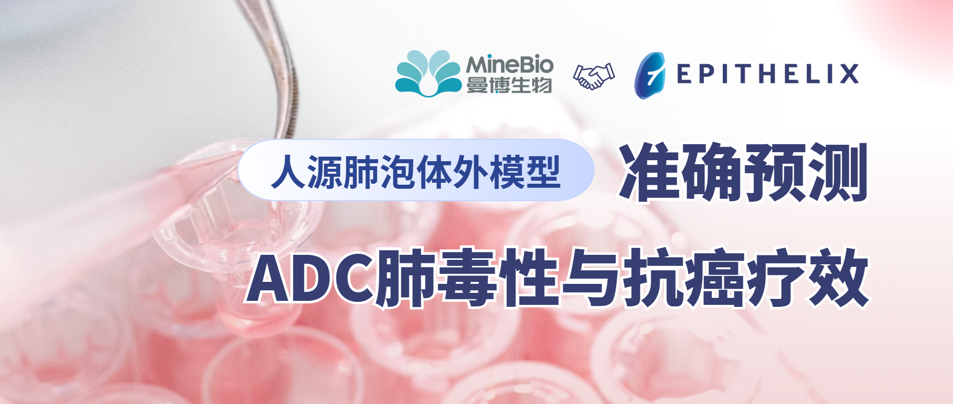 Epithelix｜人源肺泡体外模型解锁ADC肺毒性预测