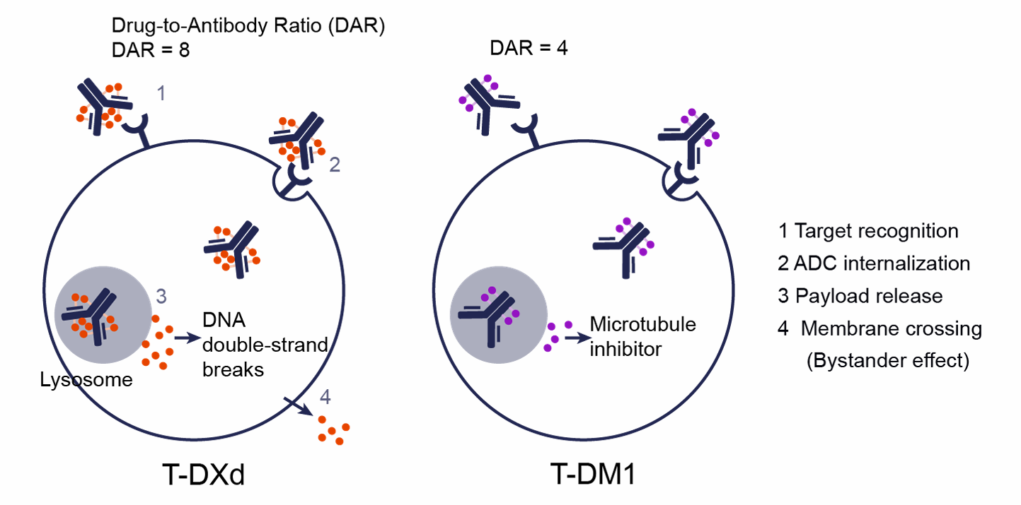T-DXd和T-DM1的作用机制
