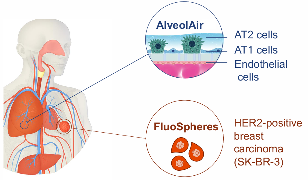 AlveolAir模型与FluoSpheres技术