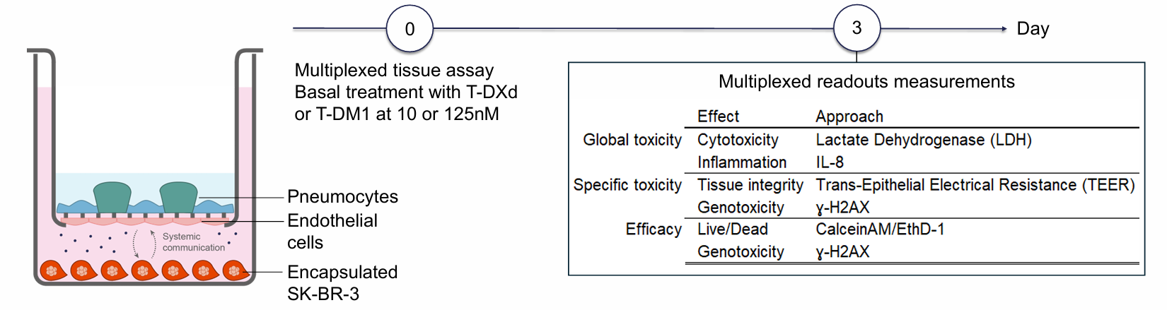 T-DXd或T-DM1干预人源肺泡体外模型