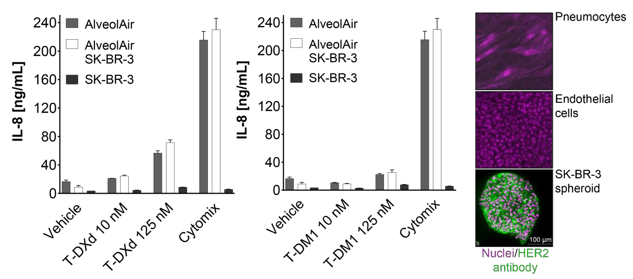 AlveolAir与肿瘤球状体共培养模型中的炎症反应