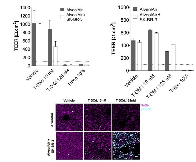 AlveolAir模型的组织完整性