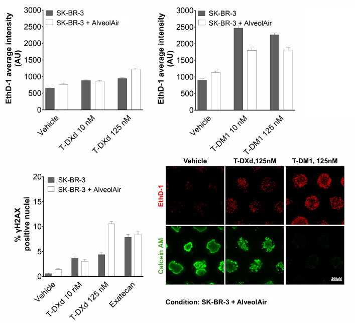 T-DXd,T-DM1对肿瘤球状体的抗癌效应