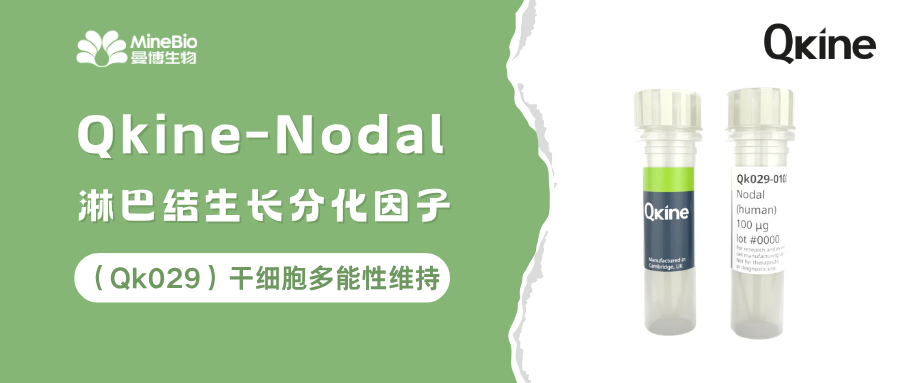 Qkine Nodal（Qk029）淋巴结生长分化因子｜干细胞多能性维持