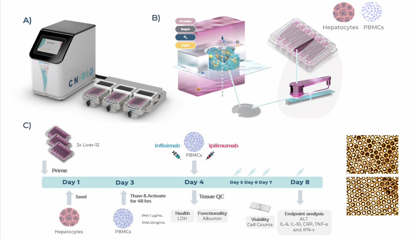 图1：用于肝毒性（DILI）检测的肝脏微生理系统（MPS）实验设置，含原代人肝细胞（PHHs）和外周血单个核细胞（PBMCs）