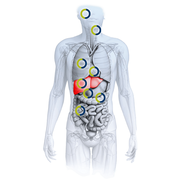 LifeNet Health 可提供人肝细胞组织相关产品 LifeNet Health 可提供人肝细胞组织相关产品