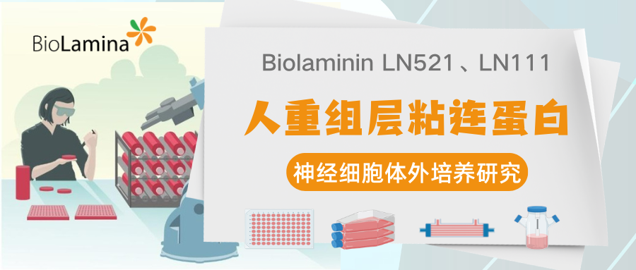 Biolaminin层粘连蛋白LN521、LN111在神经细胞体外培养的实验研究