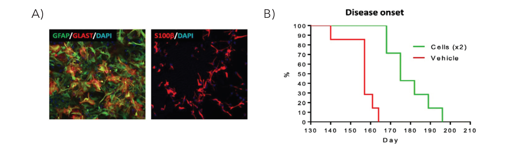 Biolaminin 521 CTG上生成的hES-AS的标志物免疫荧光染色（比例尺为100μm）及ALS大鼠移植后生存评估