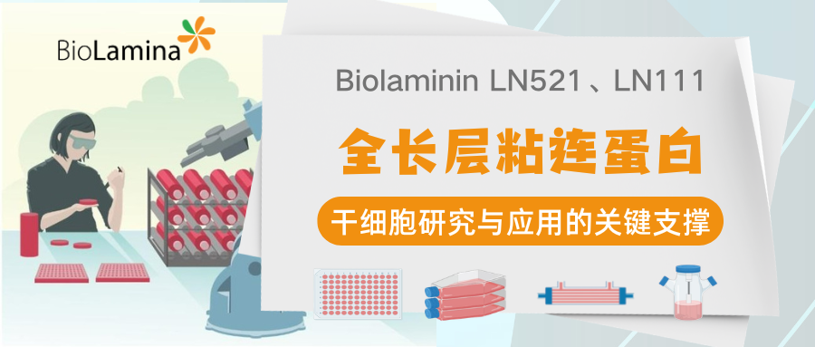 全长层粘连蛋白：干细胞研究与应用的关键支撑