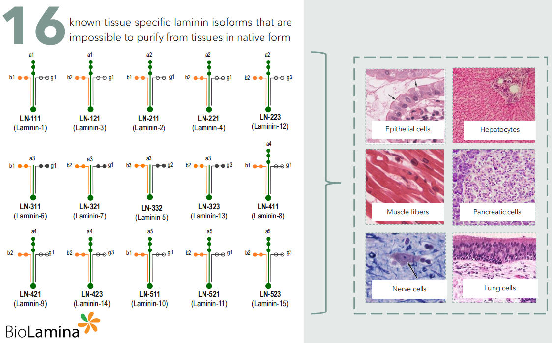 人体中16种Laminin异构体-BioLamina 人体中16种Laminin异构体-BioLamina