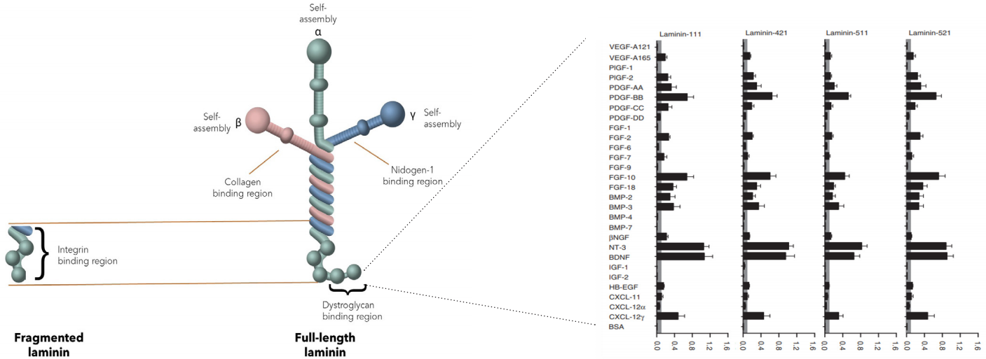 Biolaminin全长层粘连蛋白可储存和释放生长因子 Biolaminin全长层粘连蛋白可储存和释放生长因子