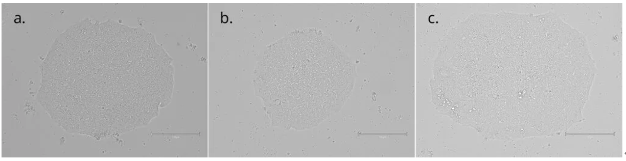 QkPlate 6孔板(Qk2001)的培养效果