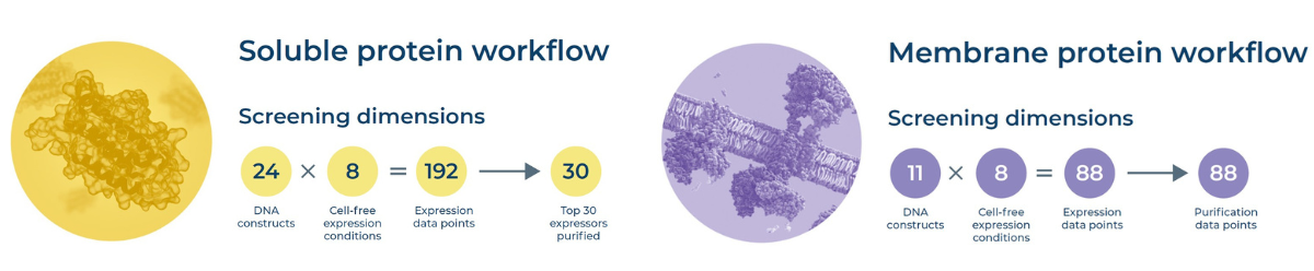 蛋白表达筛选工作流程