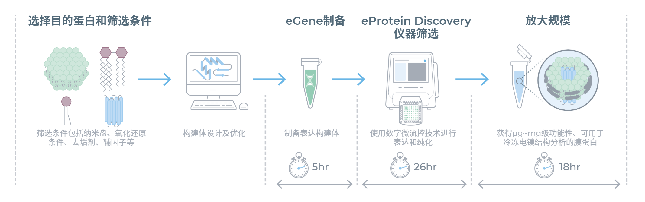 膜蛋白工作流程