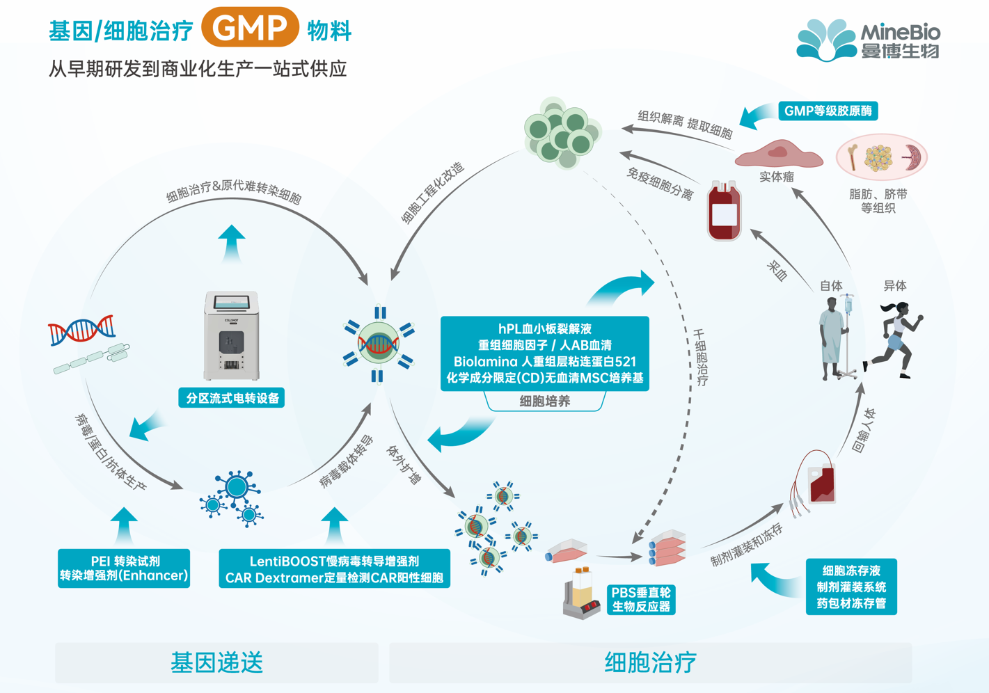 曼博生物专注CGT全流程产品解决方案