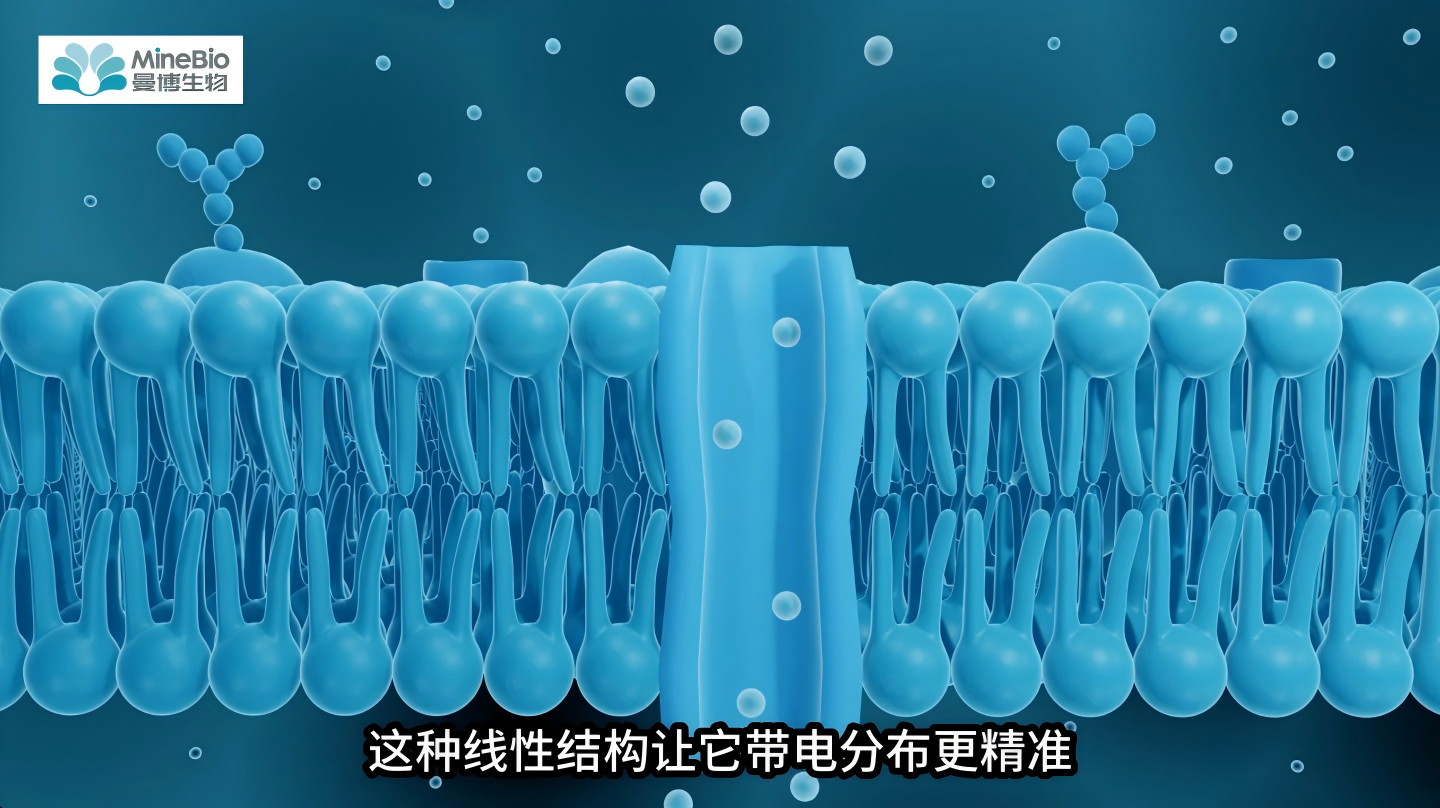 24765 vs 23966：Polysciences这两款PEI转染试剂，谁才是真神？