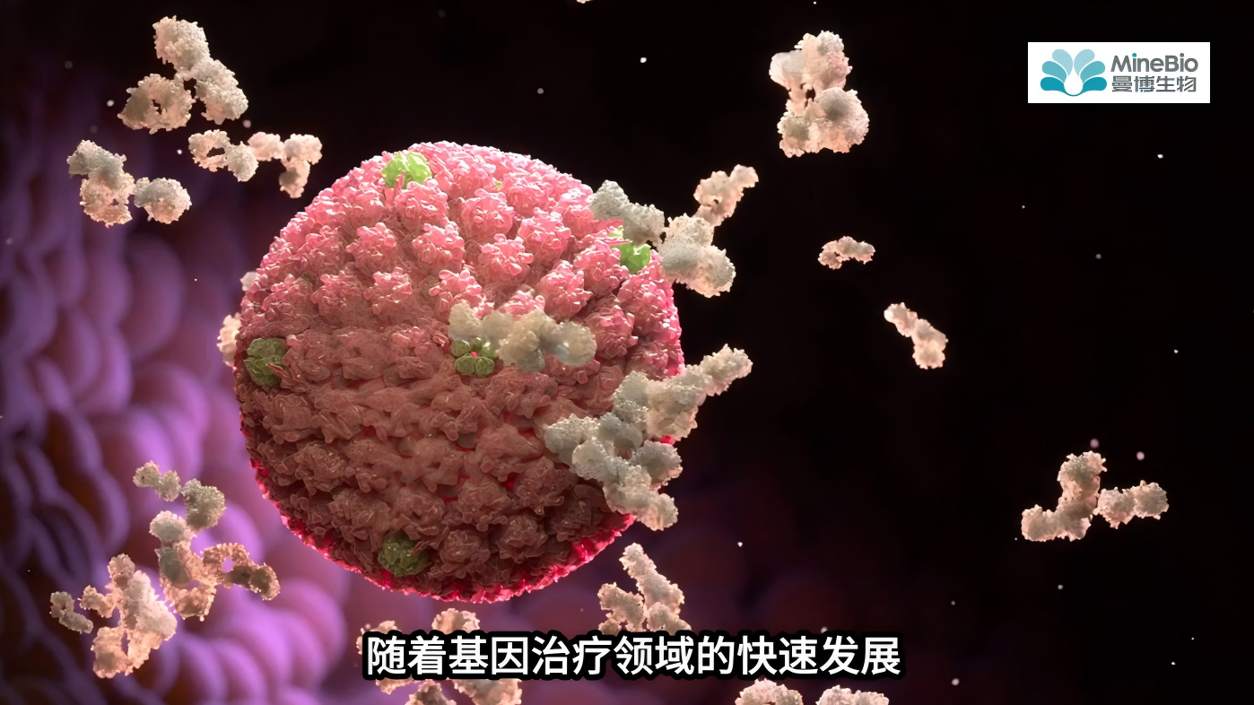 优化AAV三质粒系统比例必看！教你挑选合适的GMP级PEI转染试剂