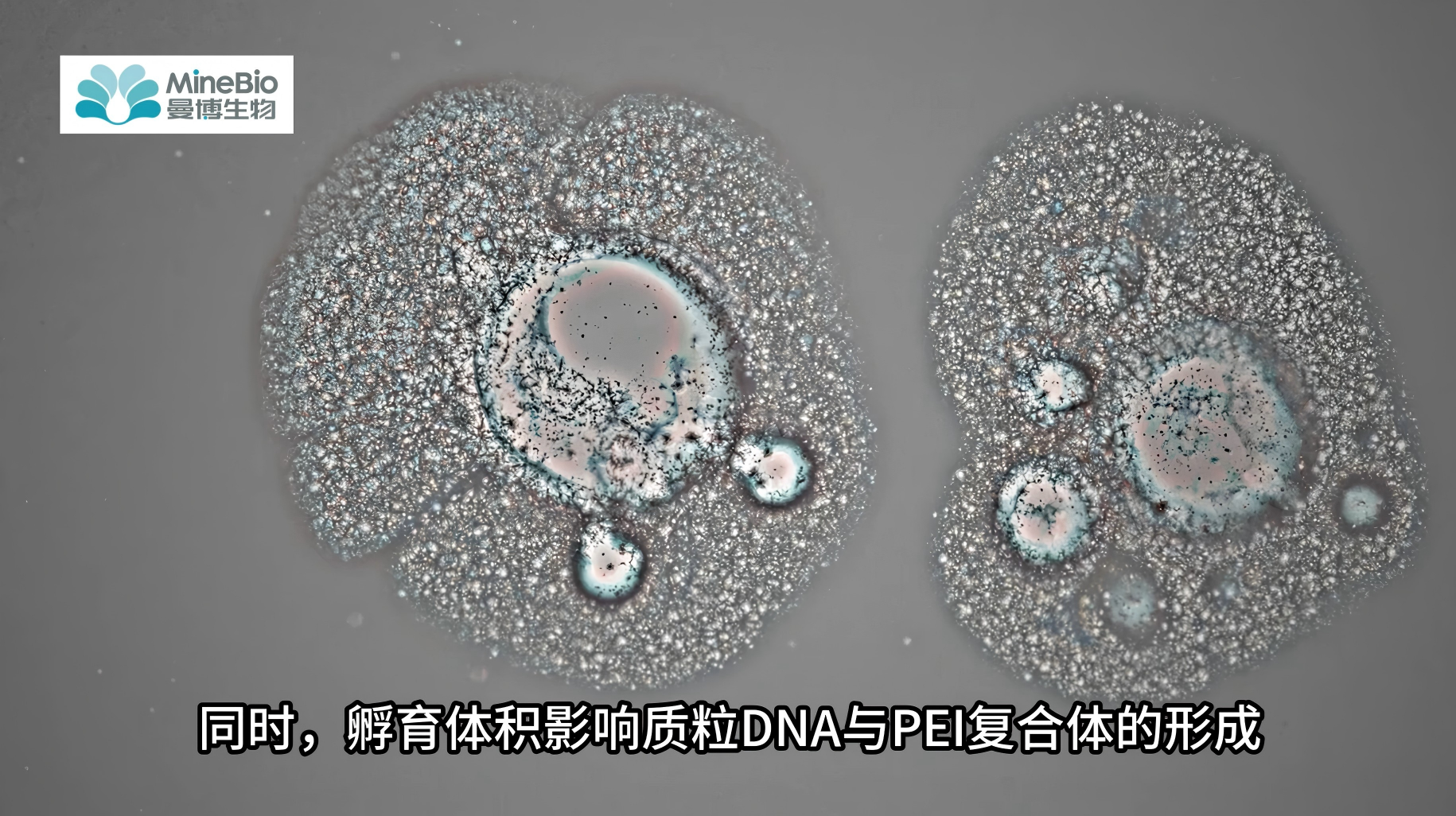 PEI转染试剂怎么用才对？这10处细节提升转染效率｜转染优化指南（下）