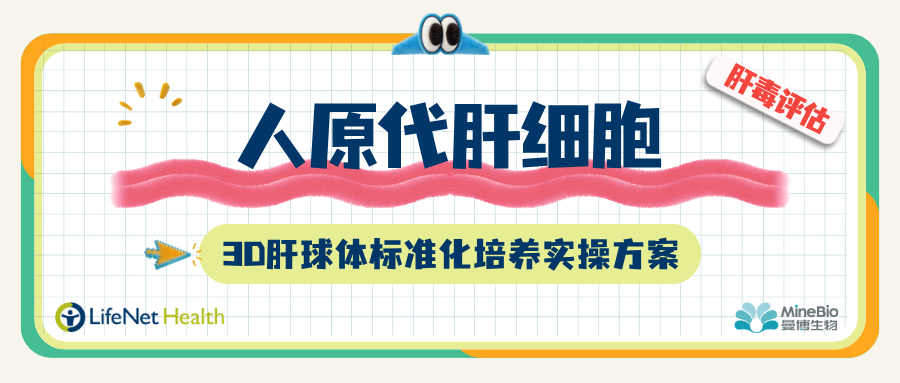LifeNet Health｜人原代肝细胞3D肝球体标准化培养实操方案