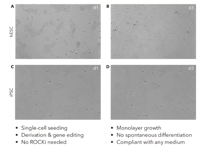 hPSCs在CT521上单层培养稳定且均一