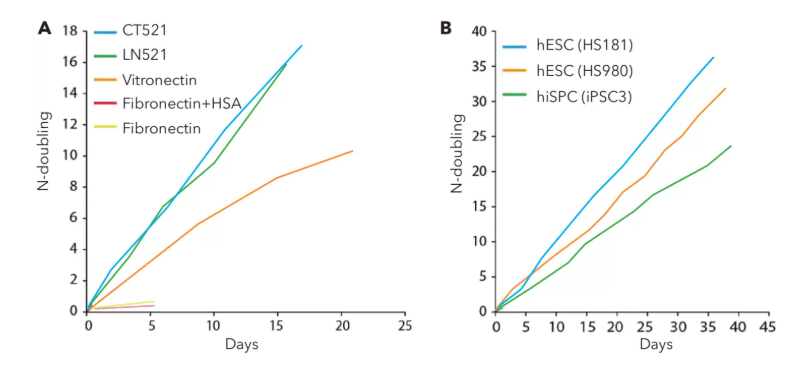 hPSCs和hESCs在CT521上快速且稳定的增殖