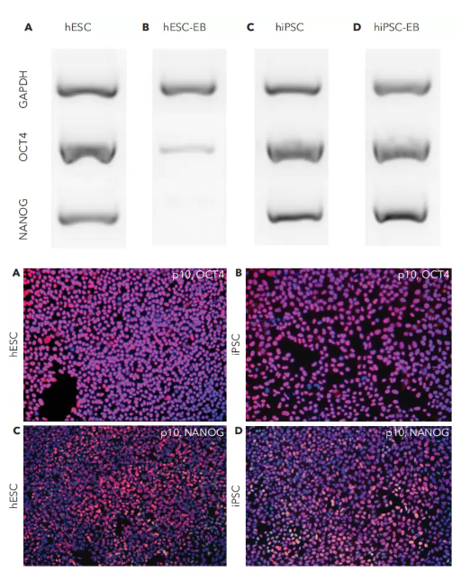 在CT521上长期培养后，hESC和hiPSC保持了分化能力
