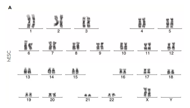 iPSCs在CT521上培养13次传代细胞核型正常