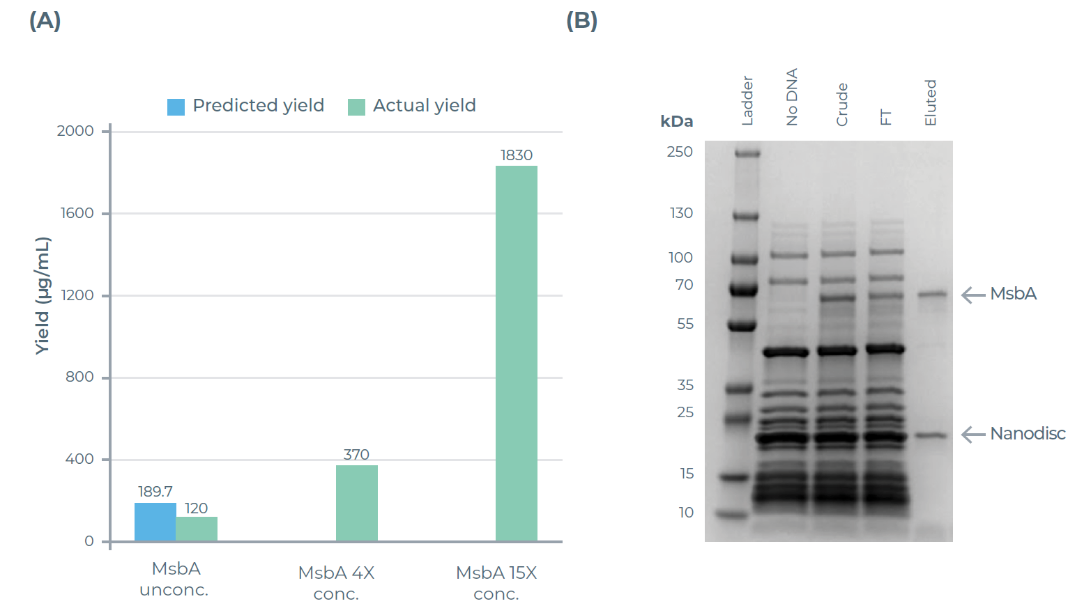 eProtein Discovery系统对膜蛋白MsbA进行放大培养与浓缩的验证结果