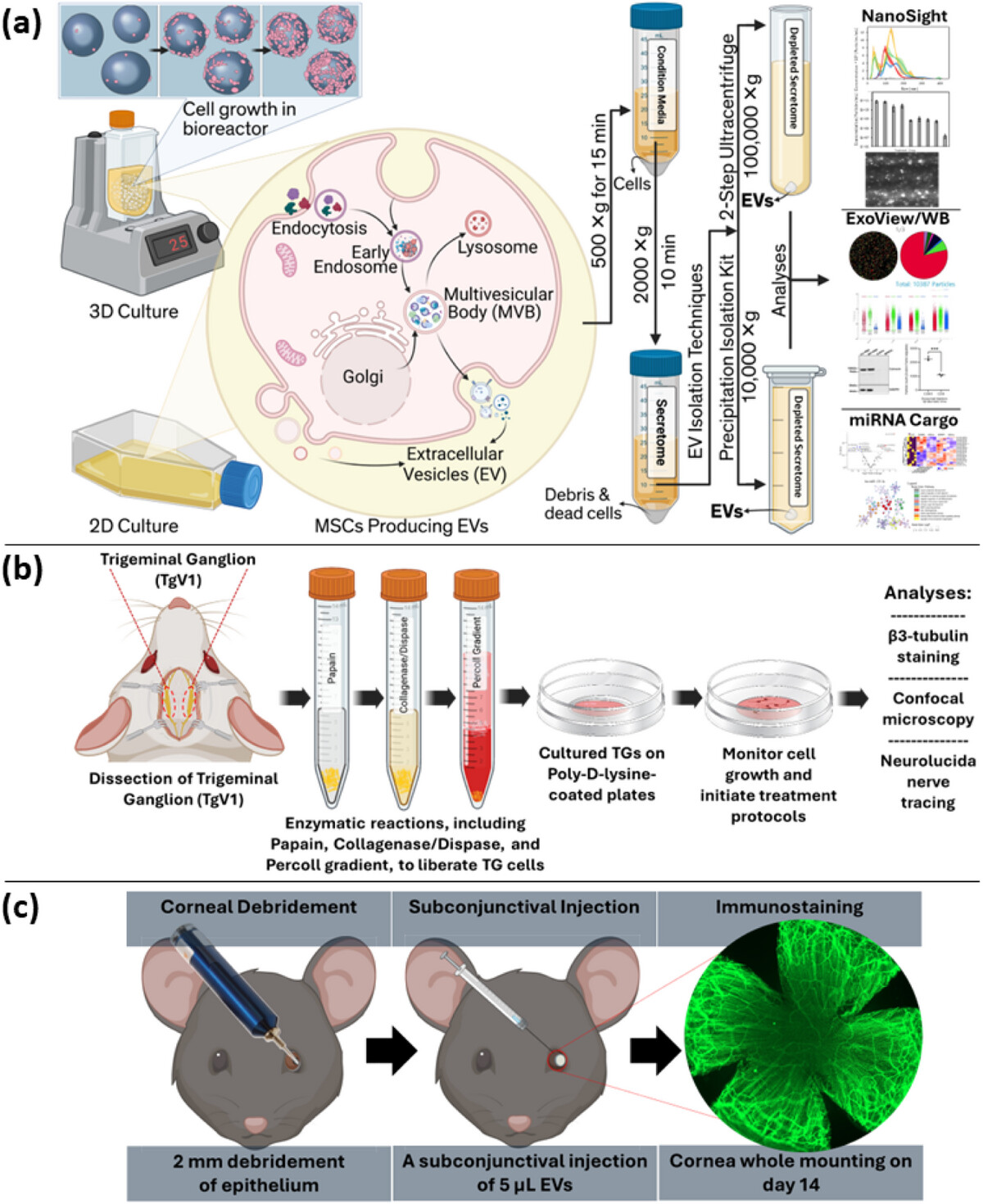 MSC-EVs角膜神经再生研究实验流程示意图