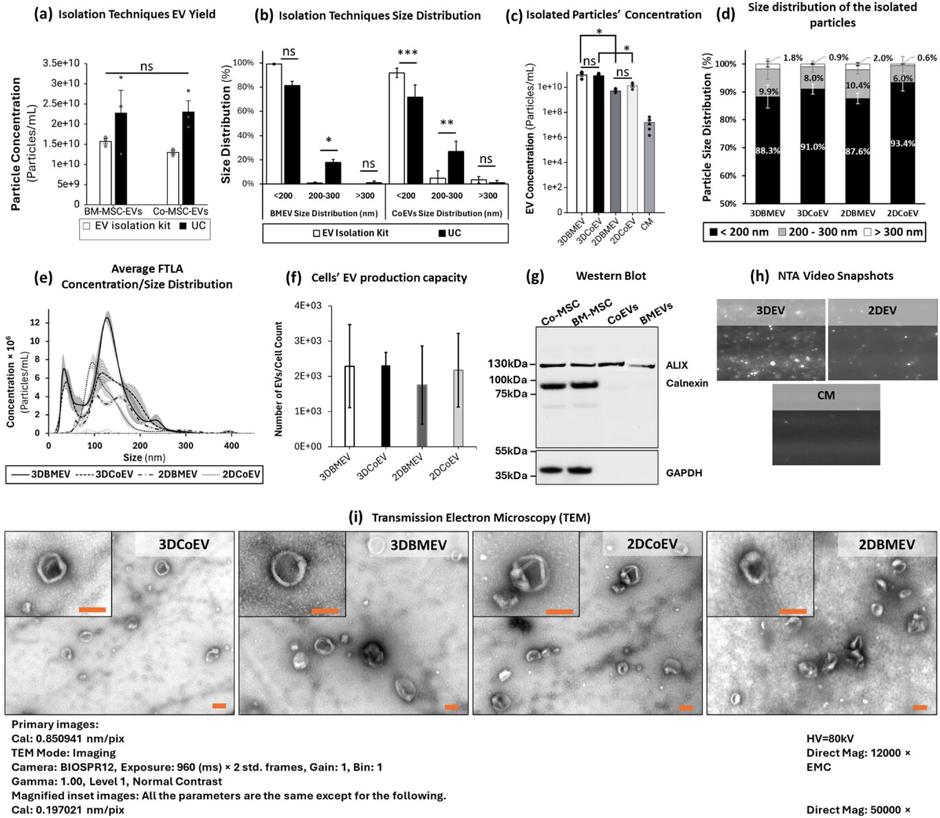 MSC-EVs的分离方法对比与多维度表征结果