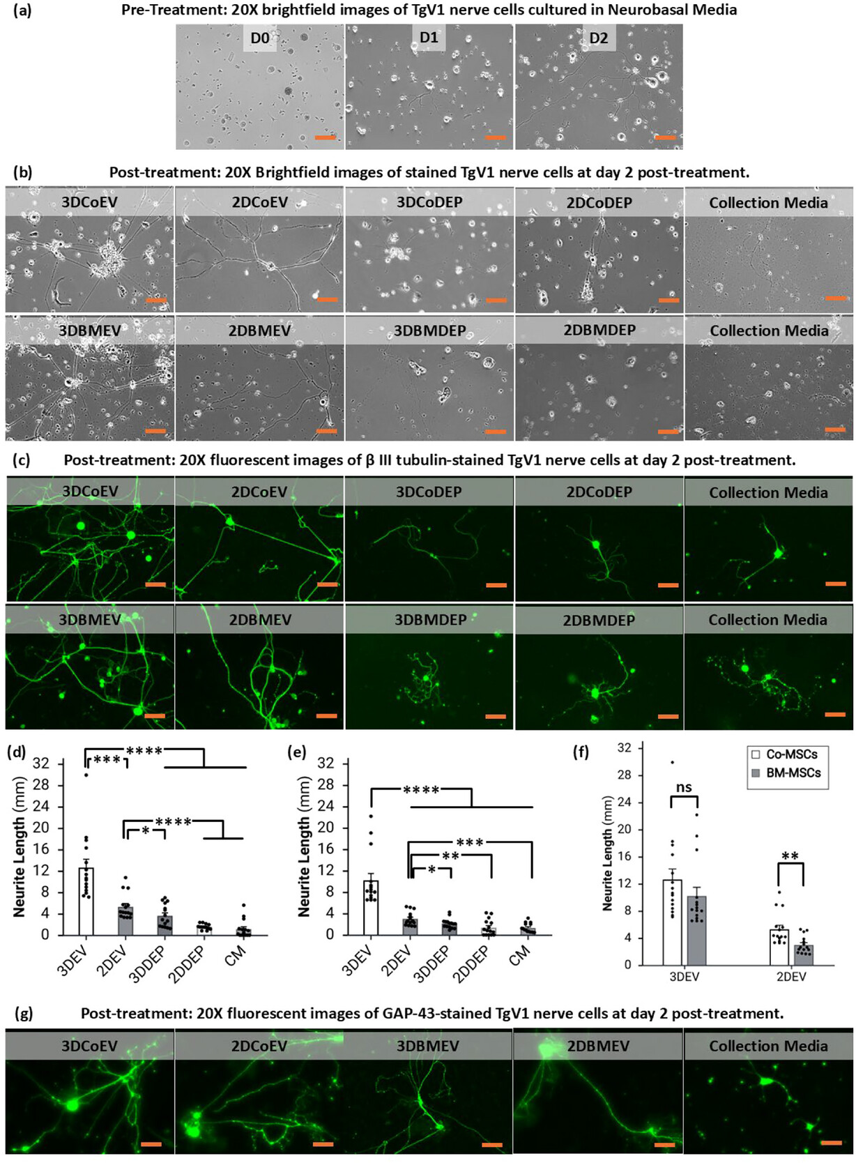 MSC-EVs对三叉神经节神经元神经突生长的体外功能验证
