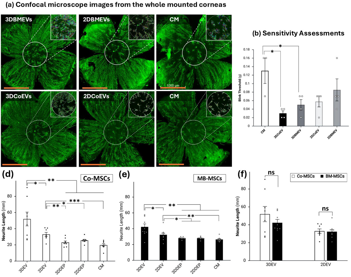 MSC-EVs在小鼠角膜损伤模型中的体内神经再生与功能恢复效果验证