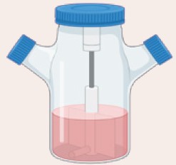 图7.3D培养，微载体Microcarrier