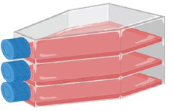 图3.细胞培养瓶flask