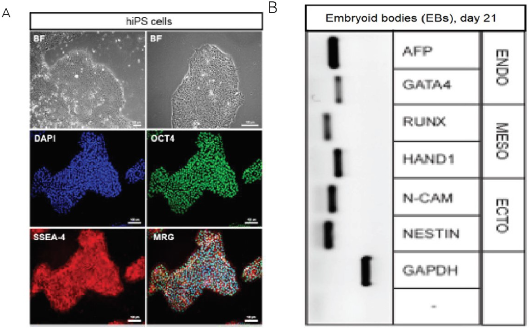 LN521支持细胞培养瓶中培养hiPSCs的多能性和EBs三系分化能力