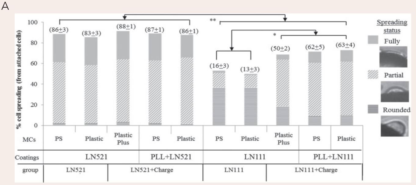 图8.LN521包被微载体支持搅拌条件下3D培养iPSC