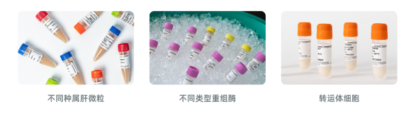 Gentest人肝微粒体,重组酶,转运体细胞/囊泡三大类金标准产品