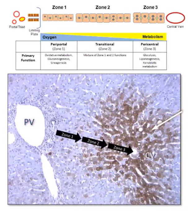 图1. 肝小叶分区图（PV Portal Vein肝门静脉；CV Central Vein中央静脉）