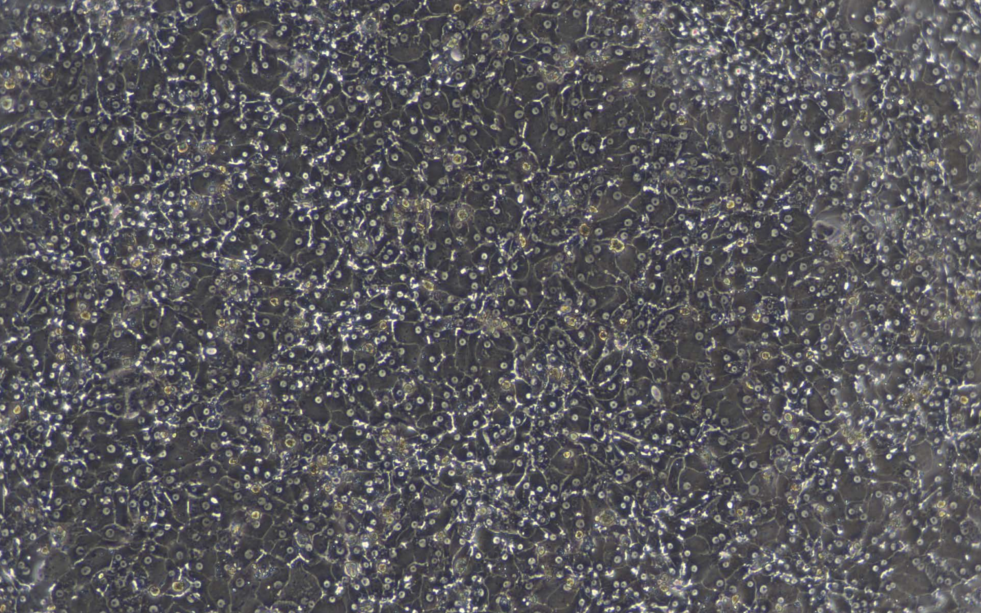 图4a 成人原代肝细胞，贴壁120 h单层培养图像