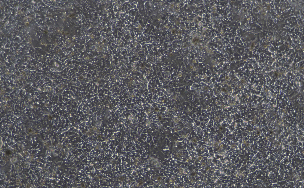 图4b 成人原代肝细胞，贴壁240 h单层培养图像