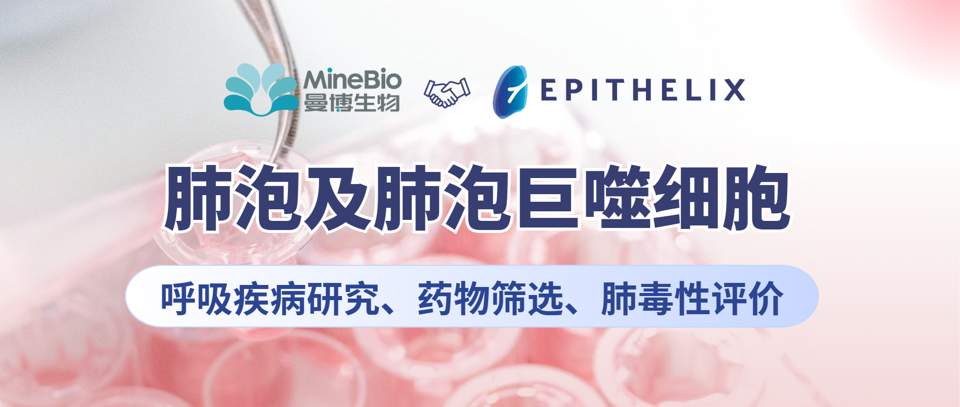做呼吸系统研究，原代肺泡细胞怎么选？Epithelix肺泡上皮/巨噬细胞应用全指南