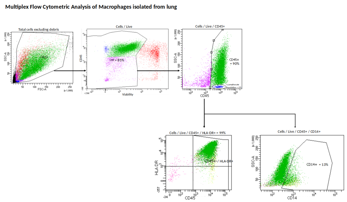 图5. 肺泡巨噬细胞的表征。表达CD45、HLA-DR和CD14