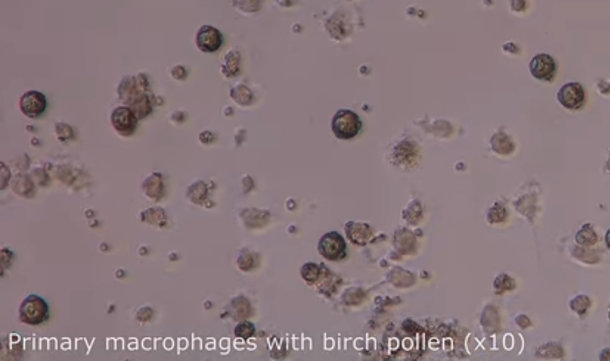 图4.用白桦花粉处理的Epithelix肺泡巨噬细胞