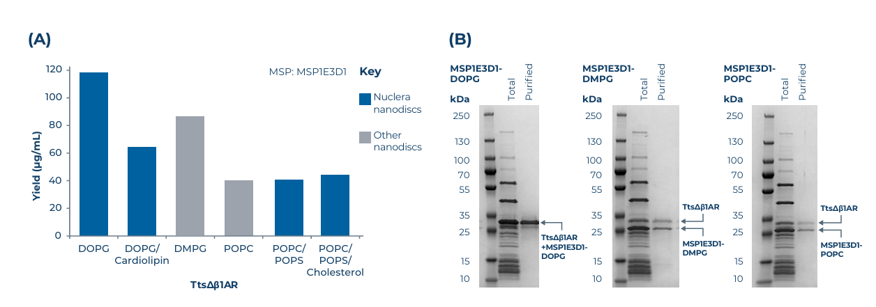图4.ttsΔβ1AR放大制备结果