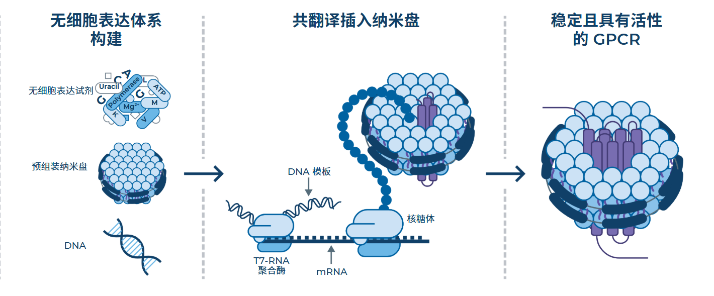 图1.无细胞蛋白合成体系可在翻译过程中实现GPCR向特定脂质环境的共翻译插入