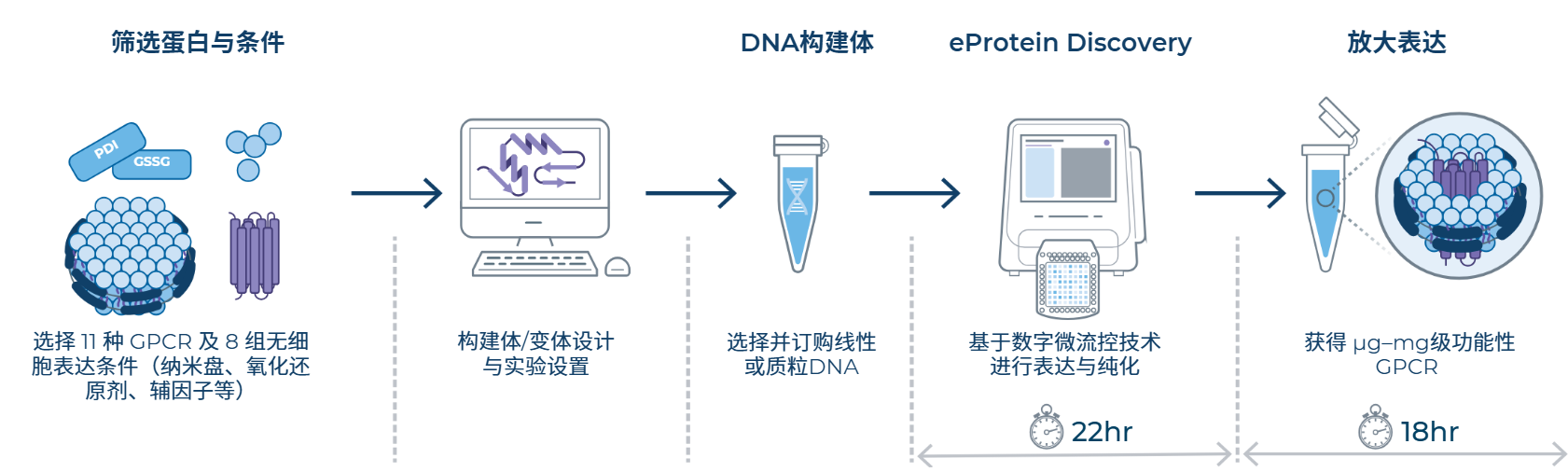 图2.eProtein Discovery无细胞蛋白表达筛选系统工作流程