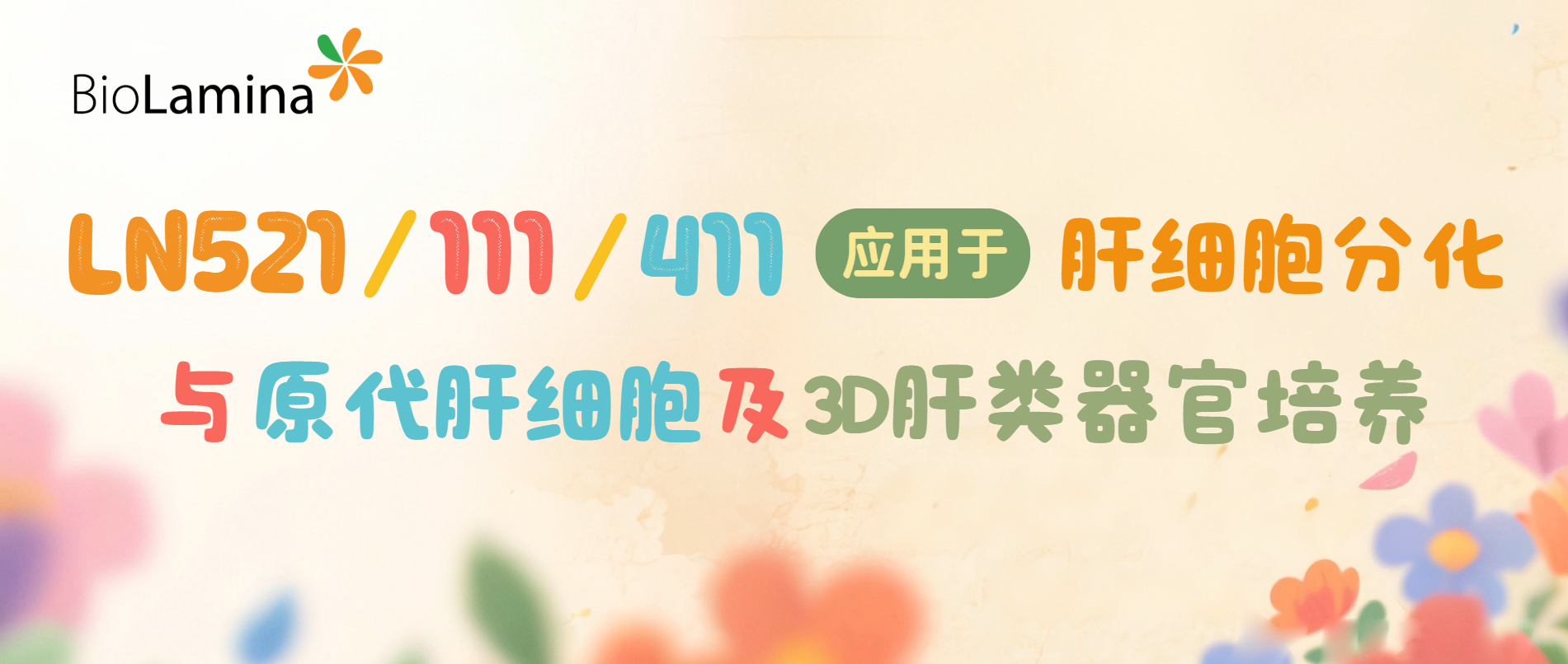 【laminin应用】LN521/LN211/LN411：全长层粘连蛋白用于肝细胞分化与原代肝细胞及3D肝类器官培养