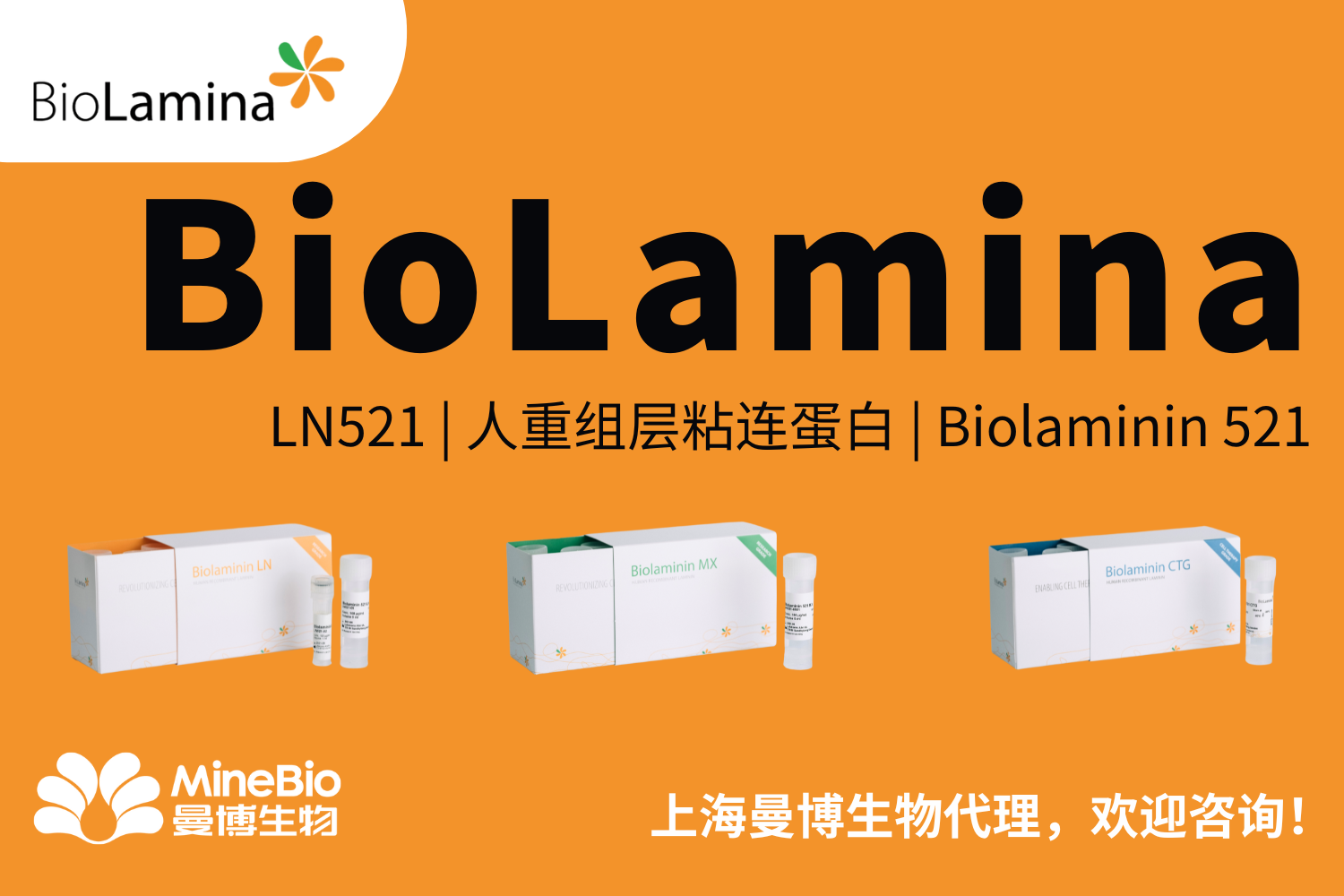 Biolamina重组层粘连蛋白